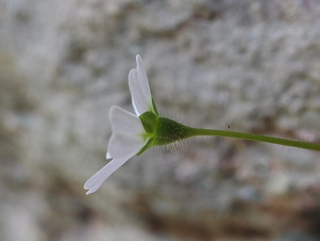 Saxifraga berica / Sassifraga dei Colli Berici